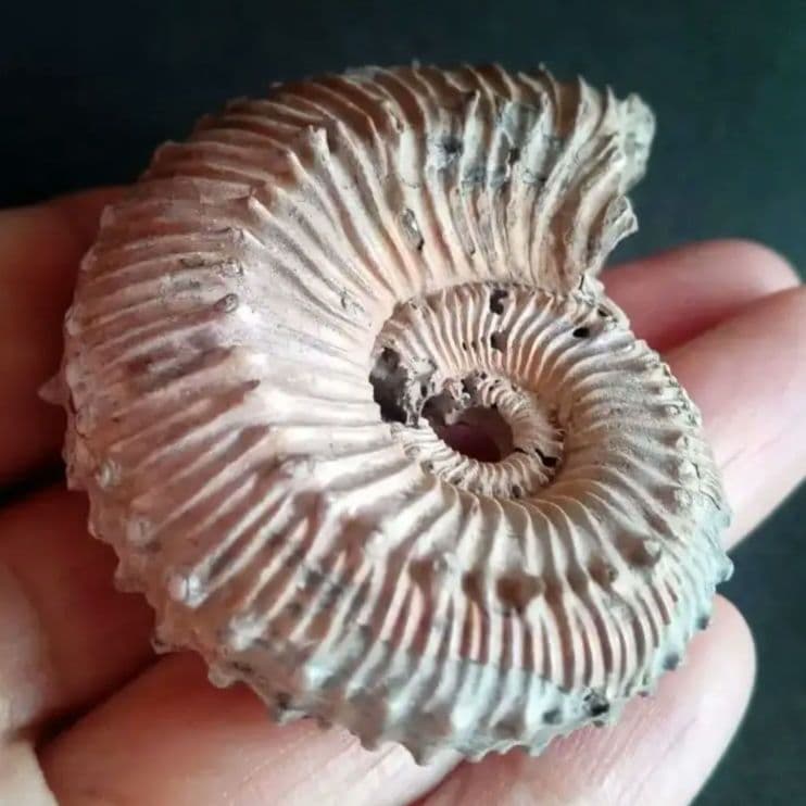 化石　パイライト　アンモナイト　棘々沢山　装飾豪華　殻付き標本　ロシア産