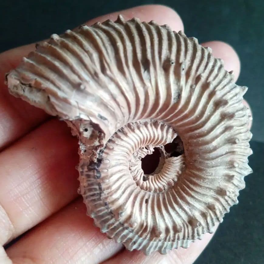 化石　パイライト　アンモナイト　棘々沢山　装飾豪華　殻付き標本　ロシア産