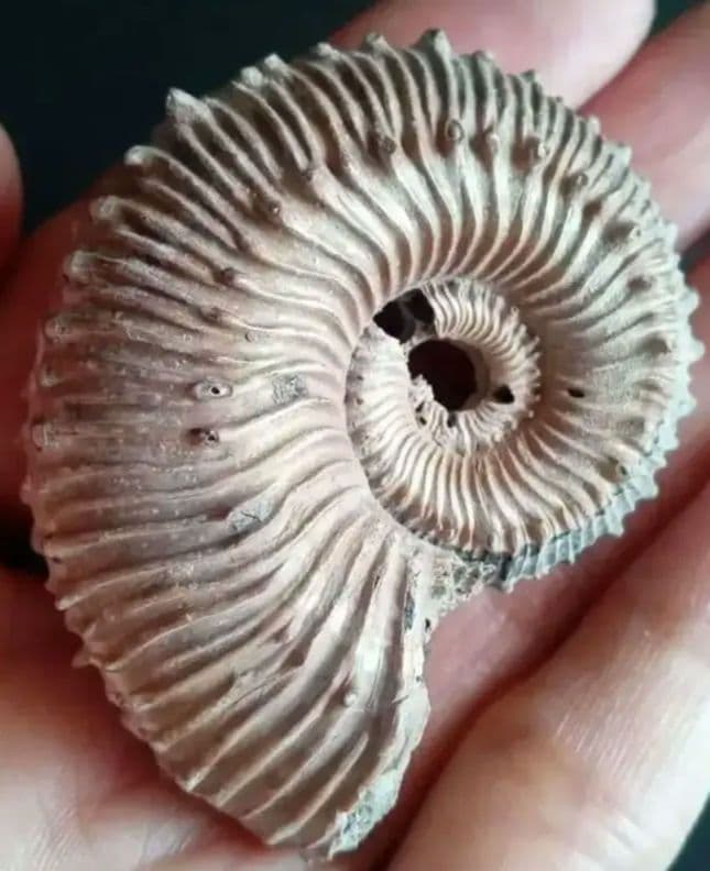 化石　パイライト　アンモナイト　棘々沢山　装飾豪華　殻付き標本　ロシア産