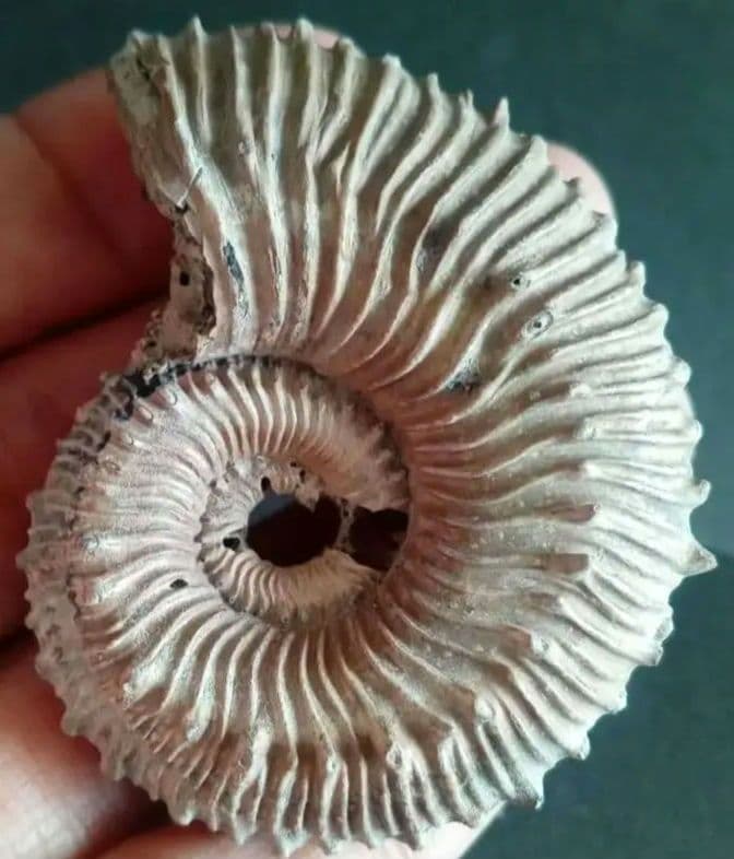 化石　パイライト　アンモナイト　棘々沢山　装飾豪華　殻付き標本　ロシア産