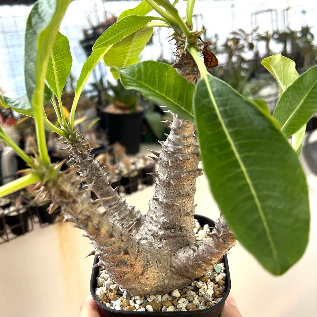 【希少4頭美株】ウィンゾリー パキポディウム 発根済株 塊根