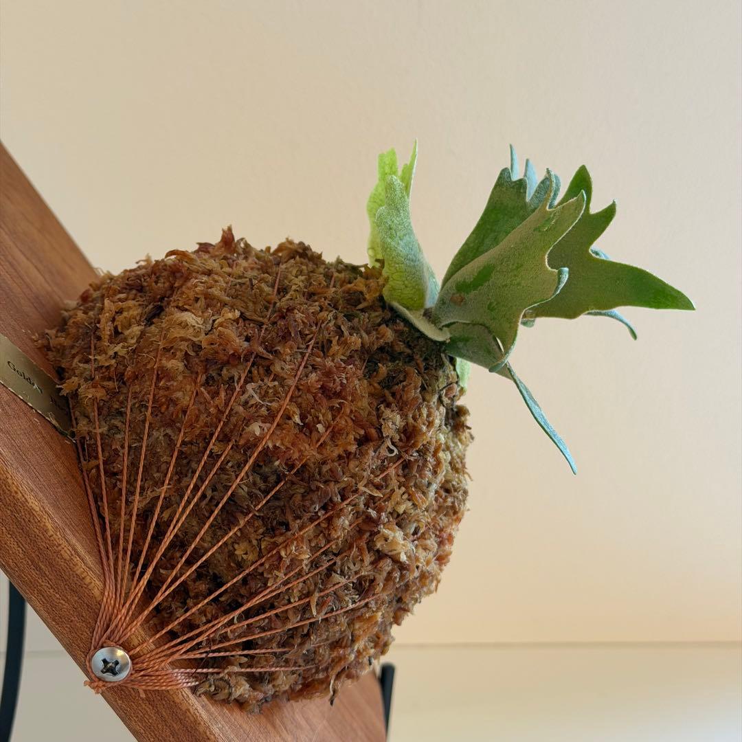 [ビカク丸]板付 極美株 Willinckii Golden Boy