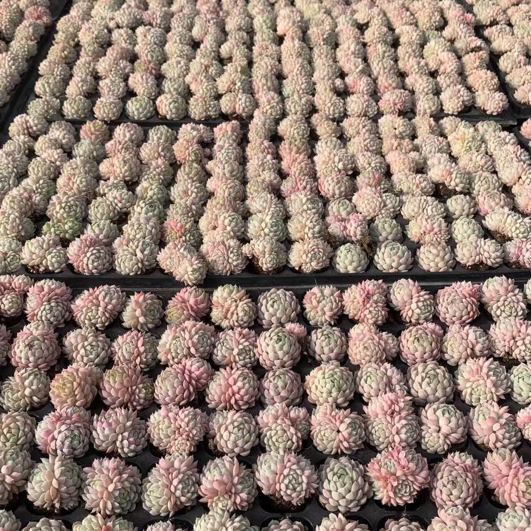 Top【選抜株】多肉植物　23486ゴールドスピンク 105個　プラグトレー苗