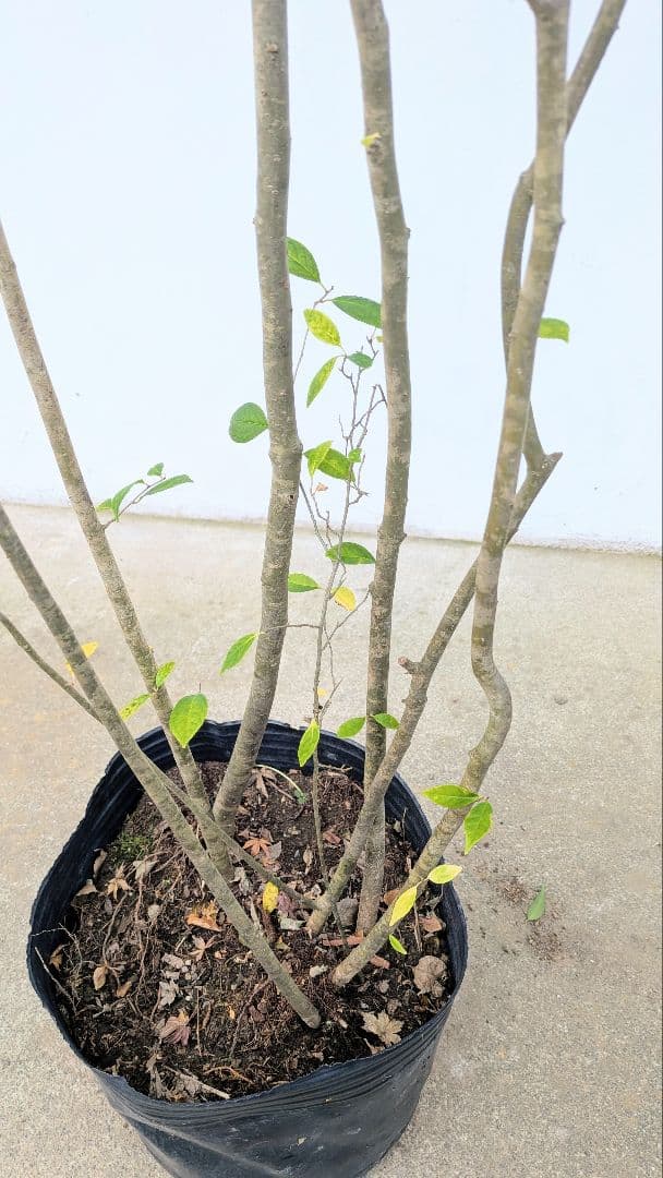 至高。山採りウメモドキ。