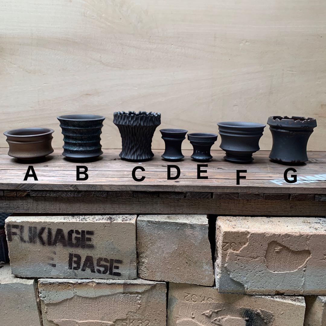 植木鉢 陶器 （塊根植物 アガベ パキプス ）