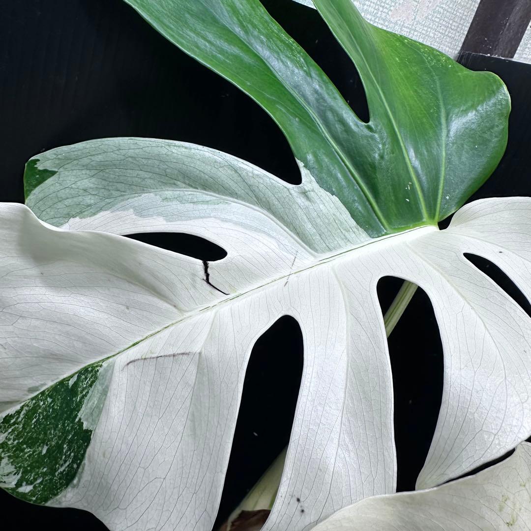 f*.様 斑入りモンステラ ホワイトタイガー極美大株74cm白斑多