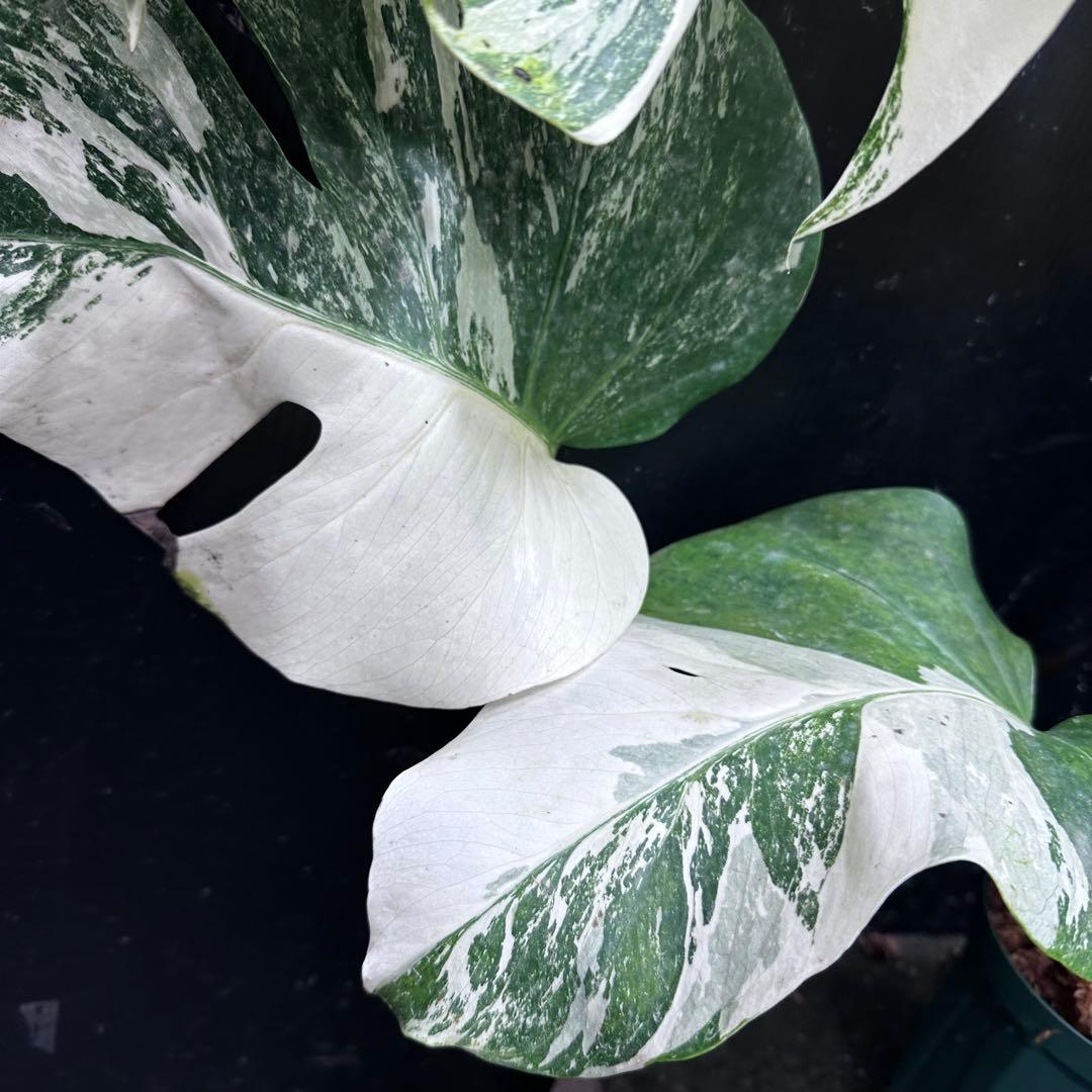 f*.様 斑入りモンステラ ホワイトタイガー極美大株74cm白斑多