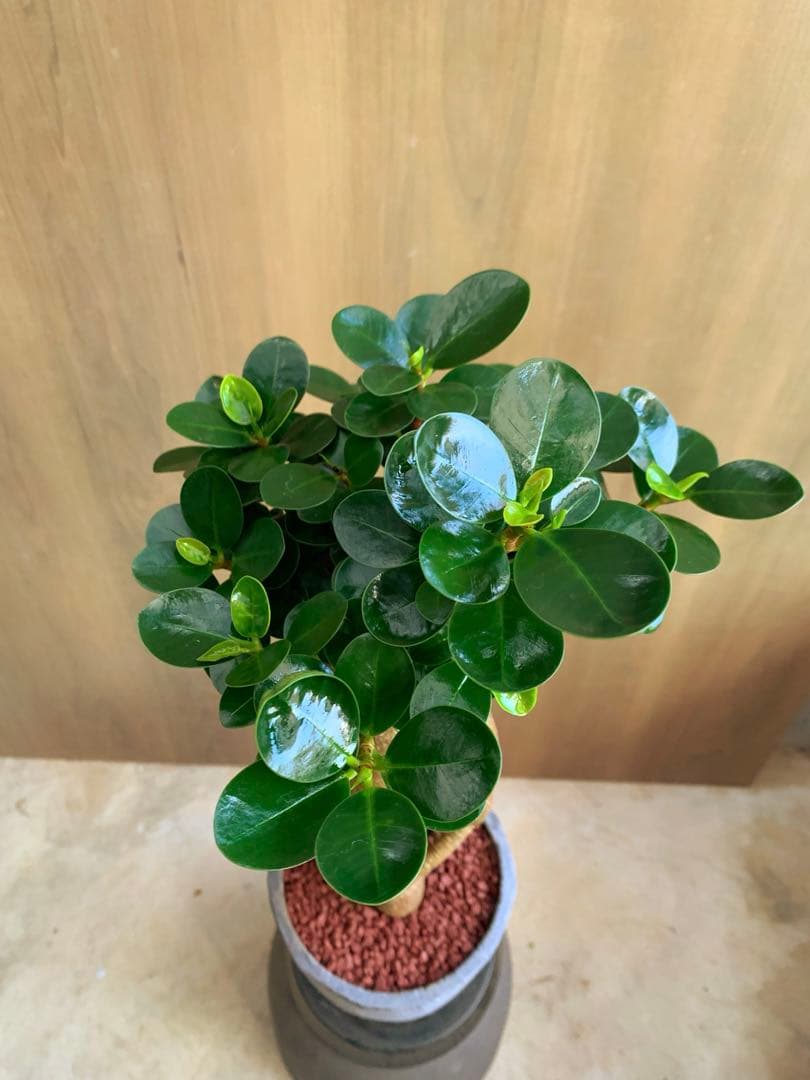 コパンダガジュマル　インテリアスタイル！　Ⅱ