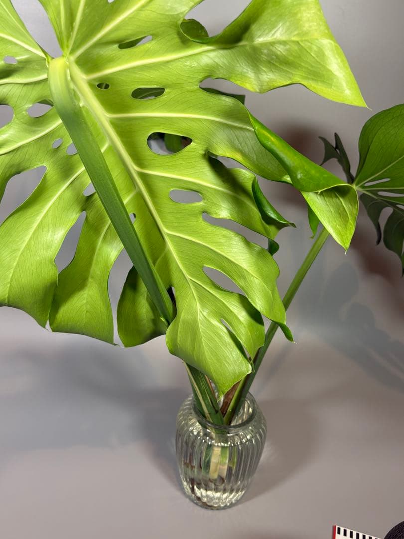 モンステラ　デリシオーサ　ホワイトティアーズ　斑入り