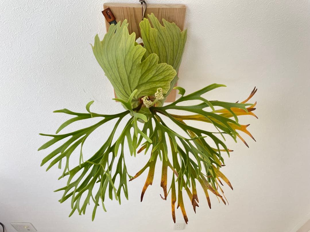 親株 Kitshakood Thin&Dwarf キッチャクード シン ドワーフ