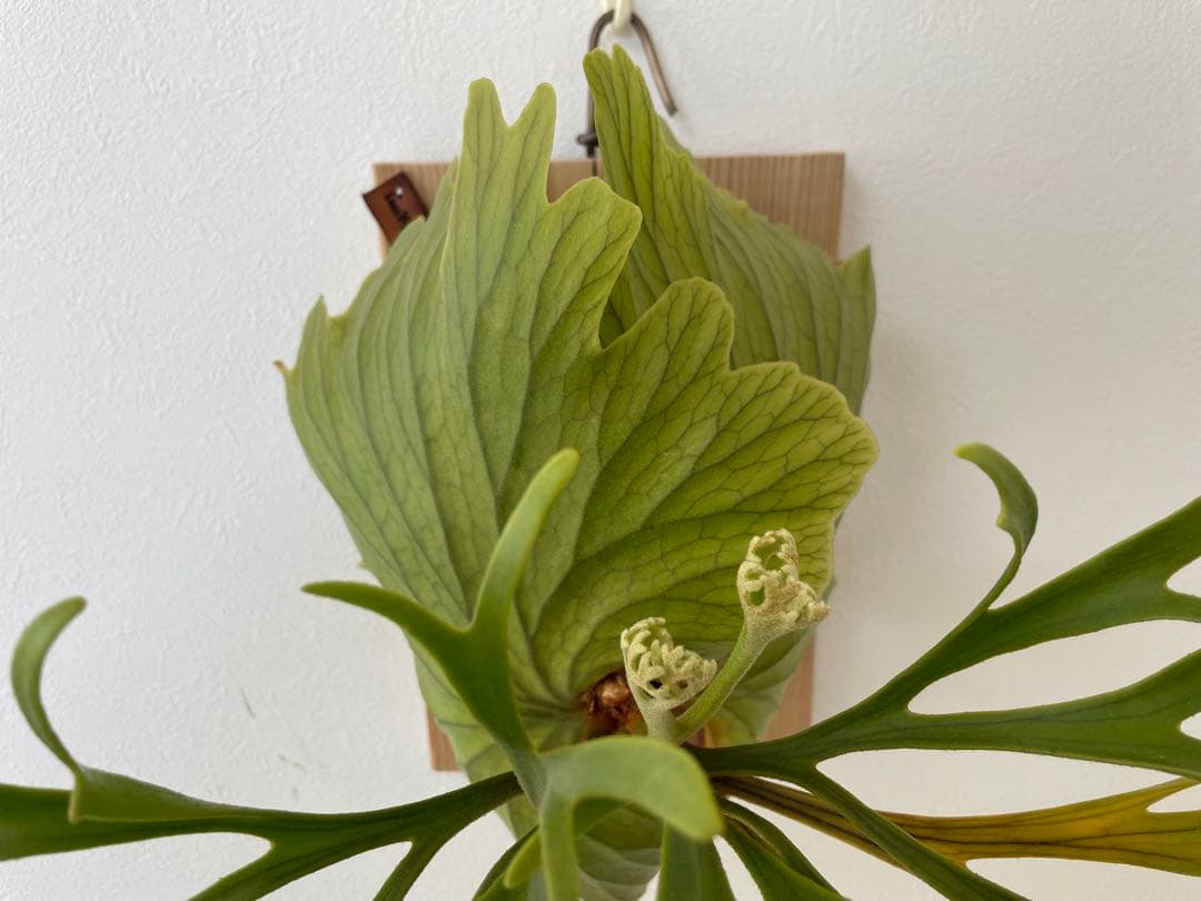 親株 Kitshakood Thin&Dwarf キッチャクード シン ドワーフ