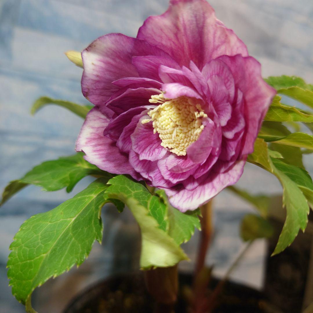 衛*様 ☀️ クリスマスローズ開花株☀️ 6号スリットポット植え ☀