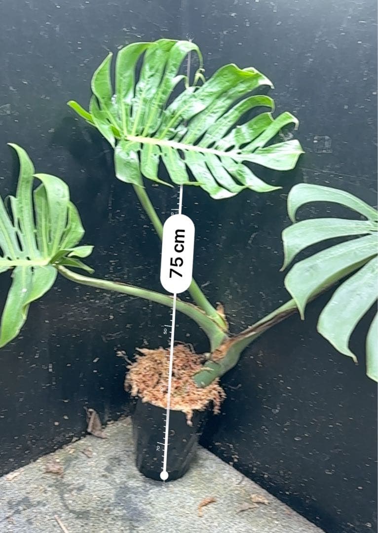 モンステラデリシオーサマクロコズム超希少系統鉢植え75㎝