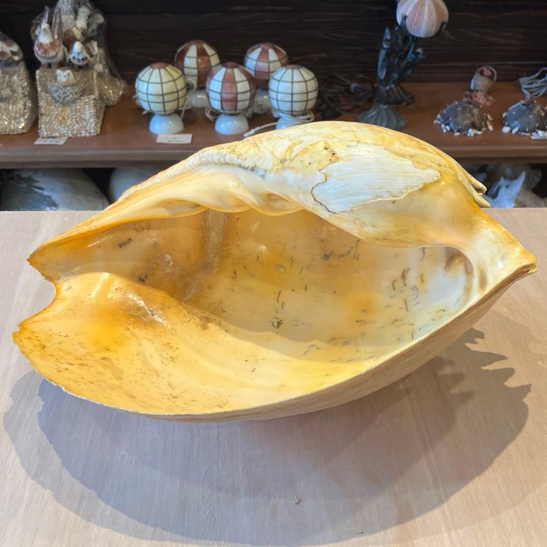 は*ん様 激レア　巨大　オーストラリア産　イナズマツノヤシ