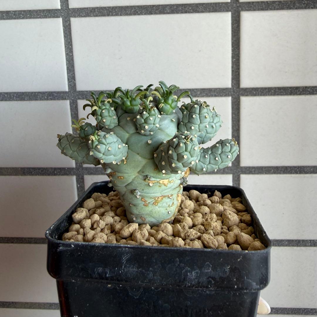 u*5様 タコモノ ユーフォルビア ラミグランス 実生