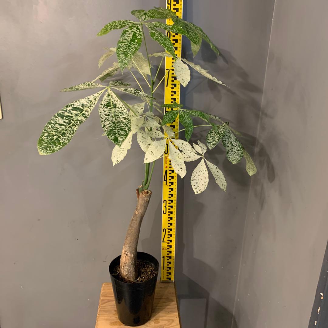 パキラ ミルキーウェイ 5号 2