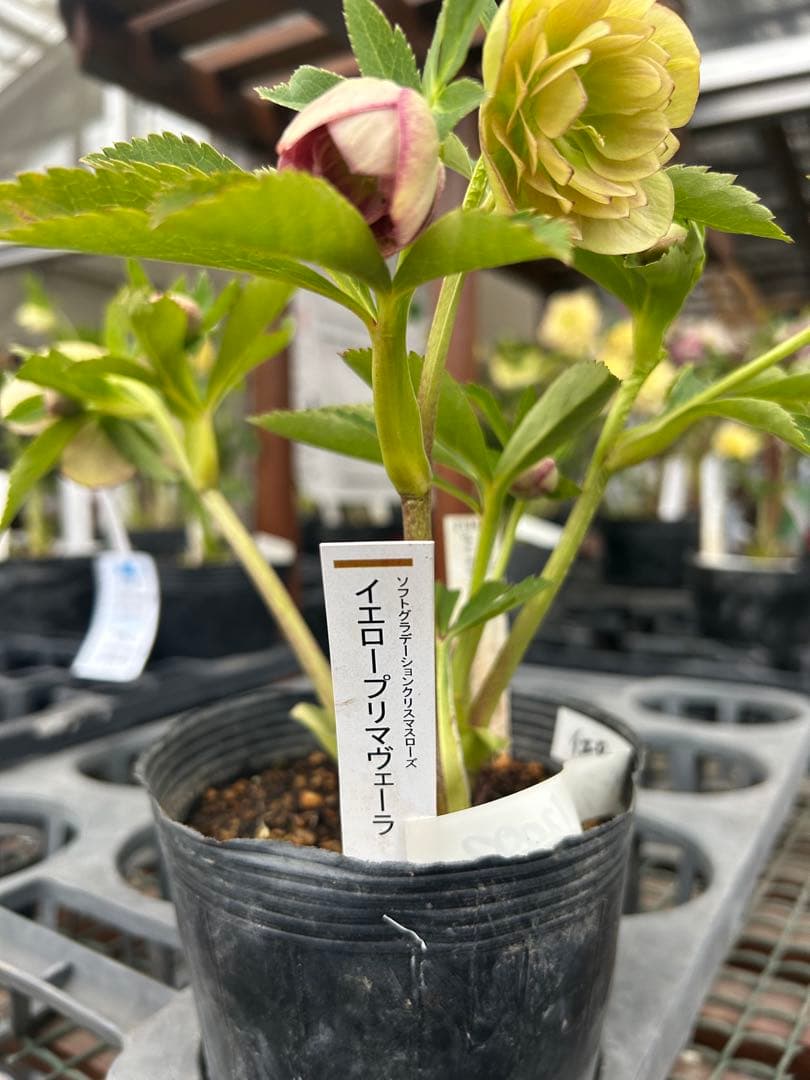 加藤農園 イエロープリマヴェーラ クリスマスローズ 同梱可能