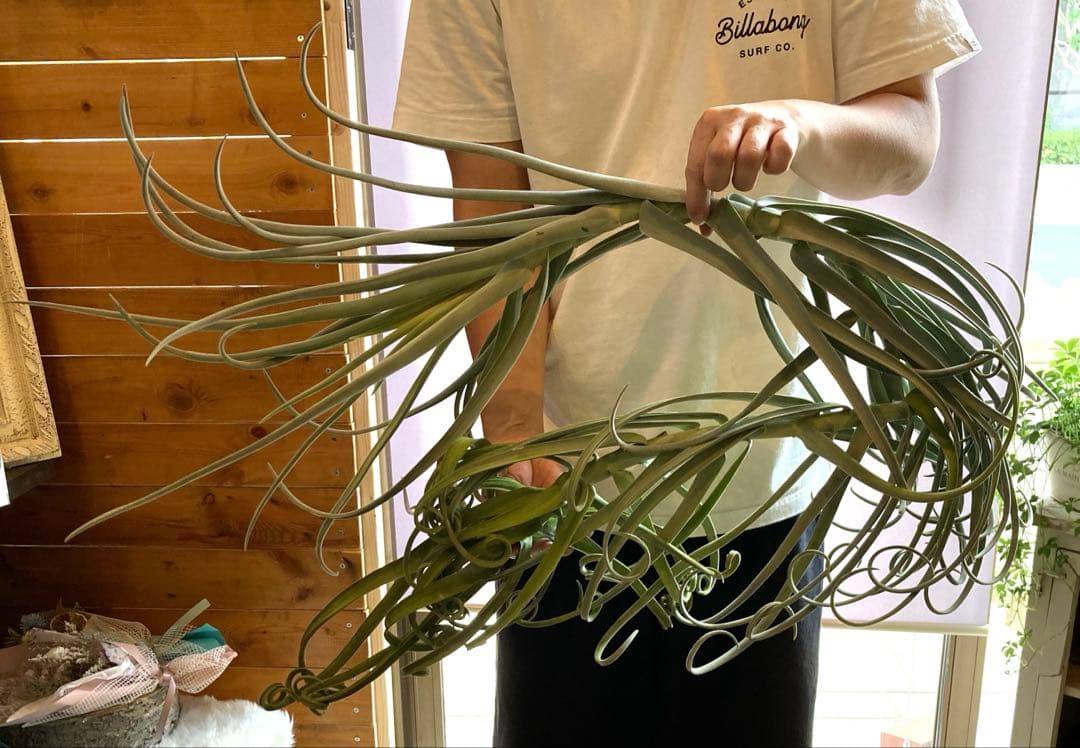 チランジア ドゥラティ ③