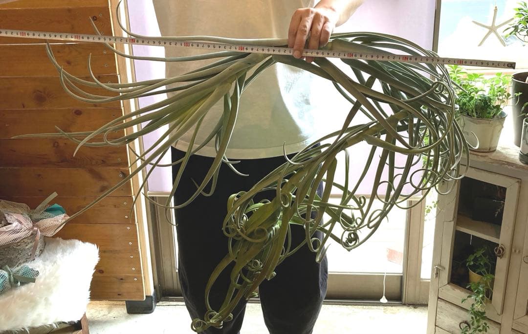 チランジア ドゥラティ ③