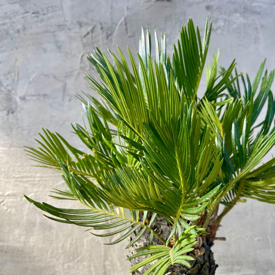 ソテツ　多頭　天然苔盆栽仕立て　陶器鉢　植え込み発送