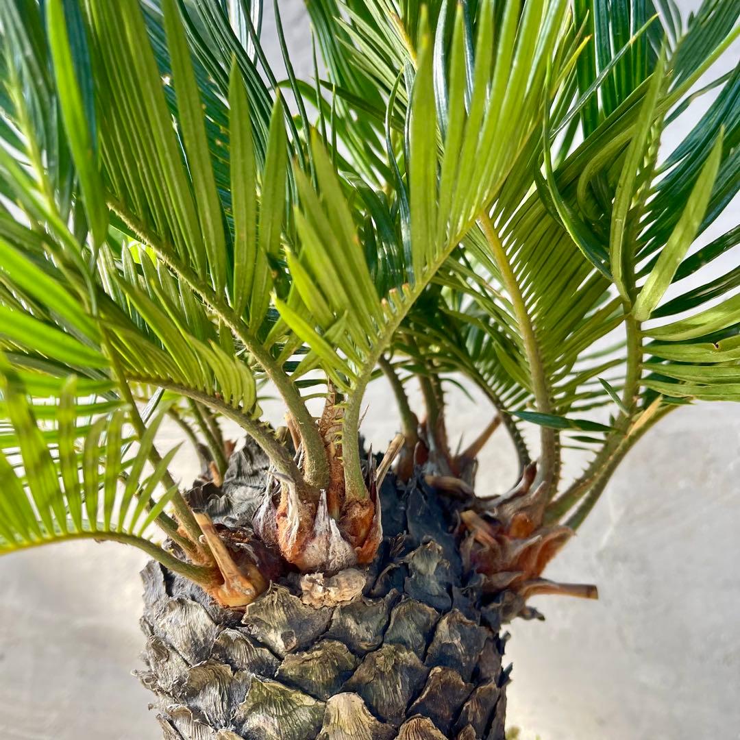 ソテツ　多頭　天然苔盆栽仕立て　陶器鉢　植え込み発送