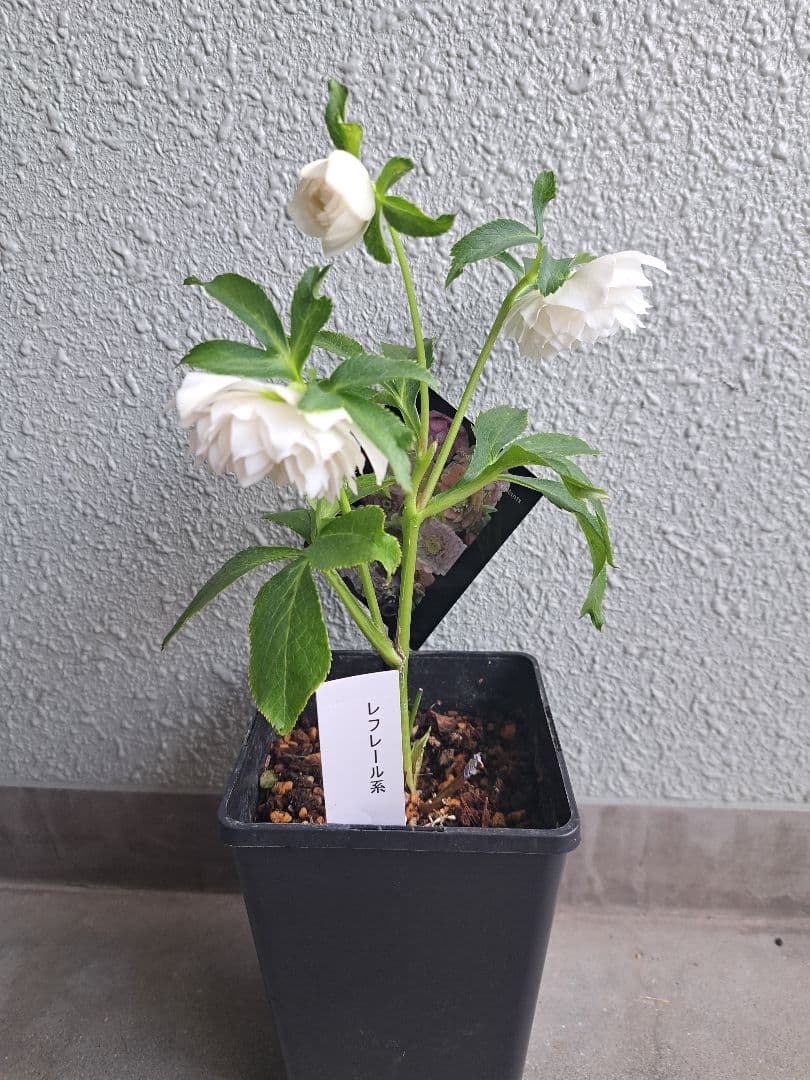 クリスマスローズ ウィンターシンフォニー レフレール 【メルカリ便発送】