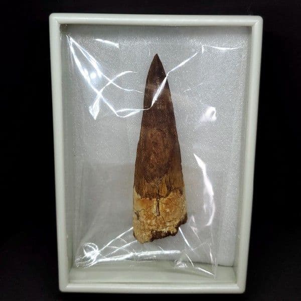 極上 スピノサウルス 本物 モロッコ産 80.75mm ケース付き  sp247