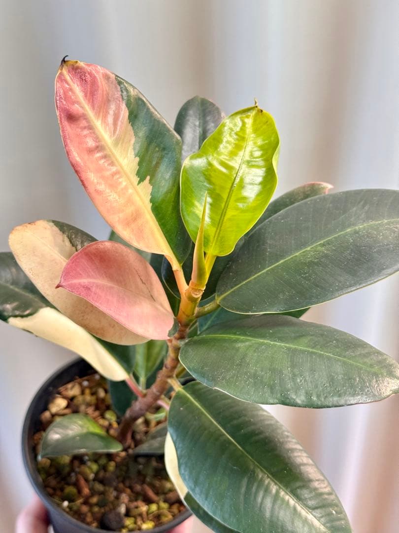 激レア！フィカス バーガンディ 斑入り（ボトムカット）