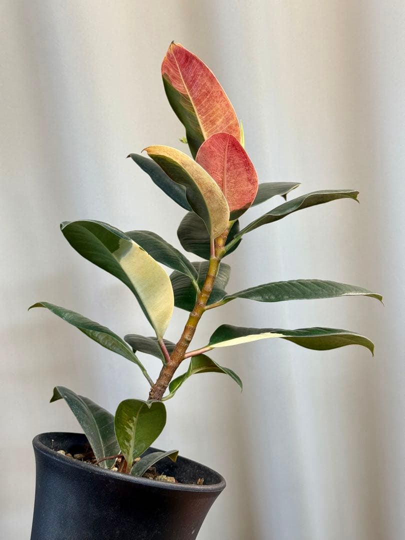 激レア！フィカス バーガンディ 斑入り（ボトムカット）