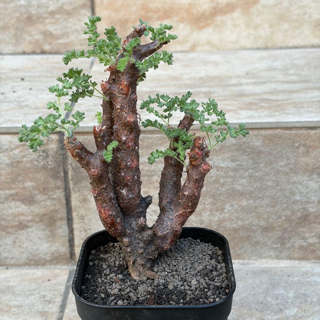 ペラルゴニウム　アルテルナンス　3号鉢　No.006　鉢、送料込