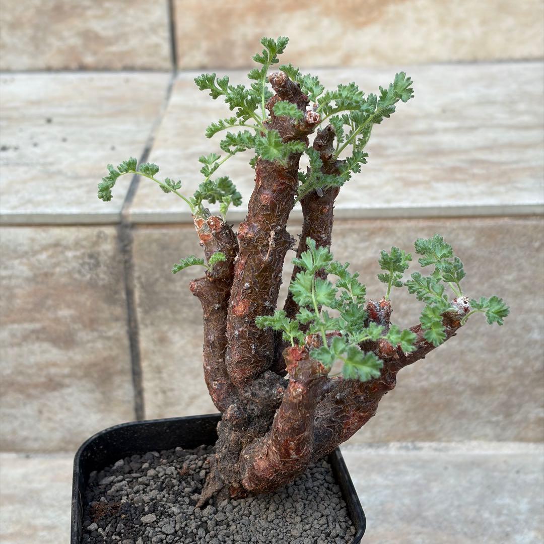 ペラルゴニウム　アルテルナンス　3号鉢　No.006　鉢、送料込