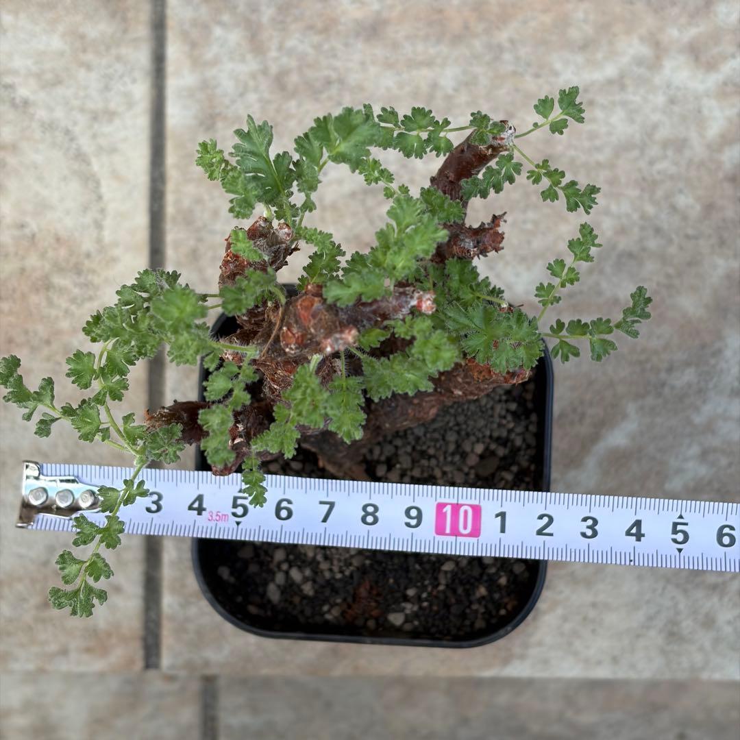 ペラルゴニウム　アルテルナンス　3号鉢　No.006　鉢、送料込