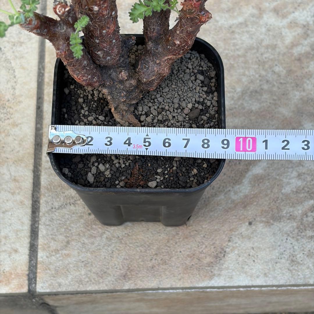 ペラルゴニウム　アルテルナンス　3号鉢　No.006　鉢、送料込