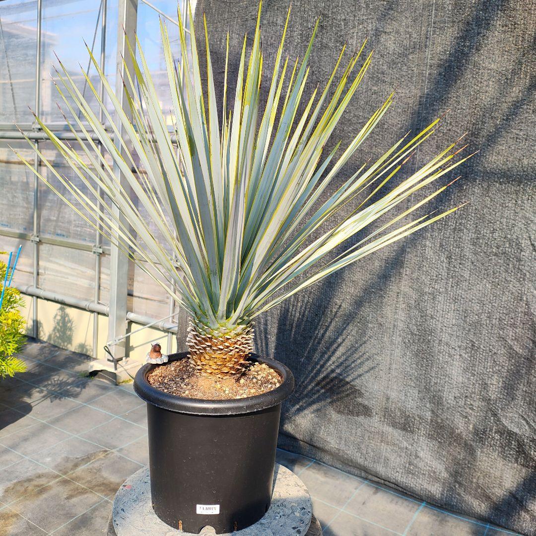 さ*な様 ユッカ ロストラータ Hybrid No.3