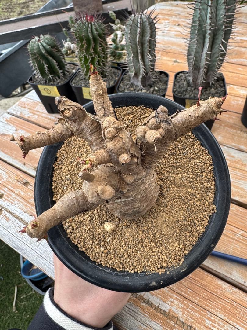 ユーフォルビア　イトレメンシス　①