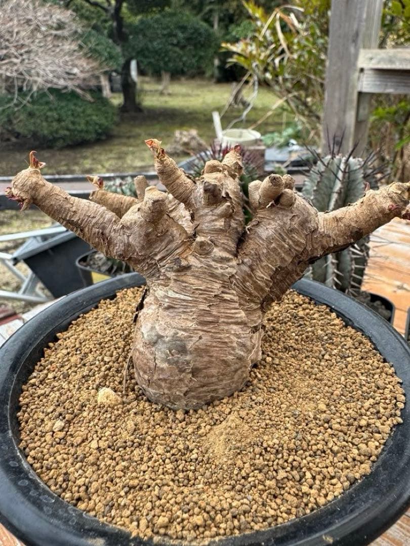 ユーフォルビア　イトレメンシス　①