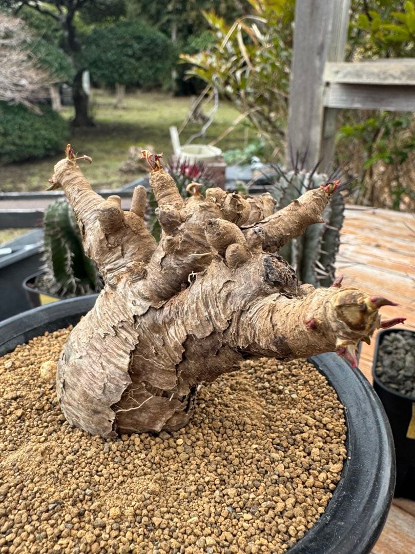 ユーフォルビア　イトレメンシス　①