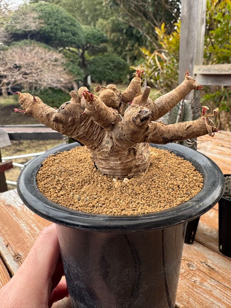 ユーフォルビア　イトレメンシス　①