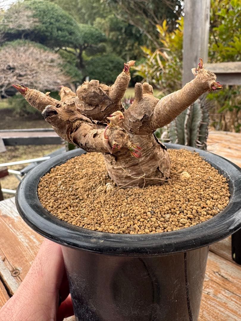 ユーフォルビア　イトレメンシス　①