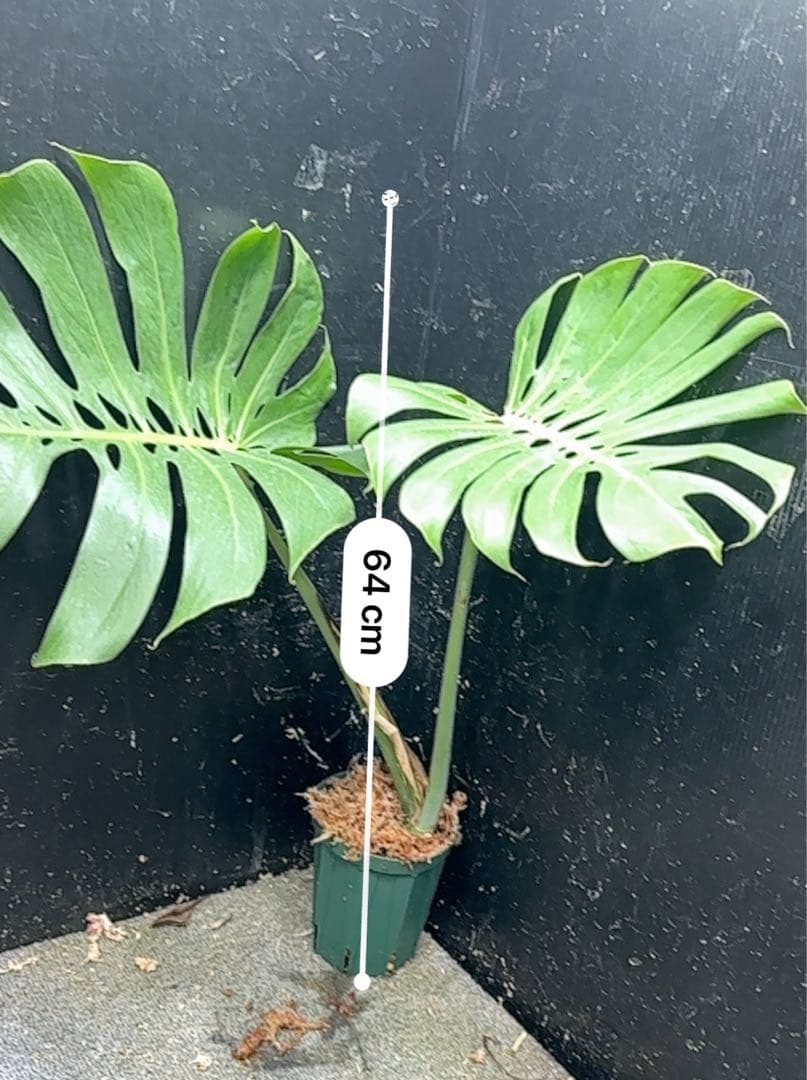 A*】様 モンステラデリシオーサマクロコズム超希少系統鉢植え64㎝
