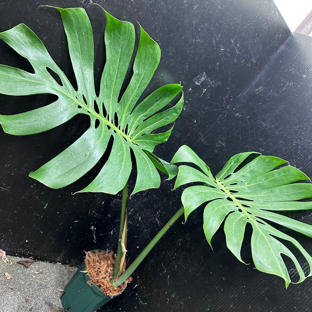 A*】様 モンステラデリシオーサマクロコズム超希少系統鉢植え64㎝
