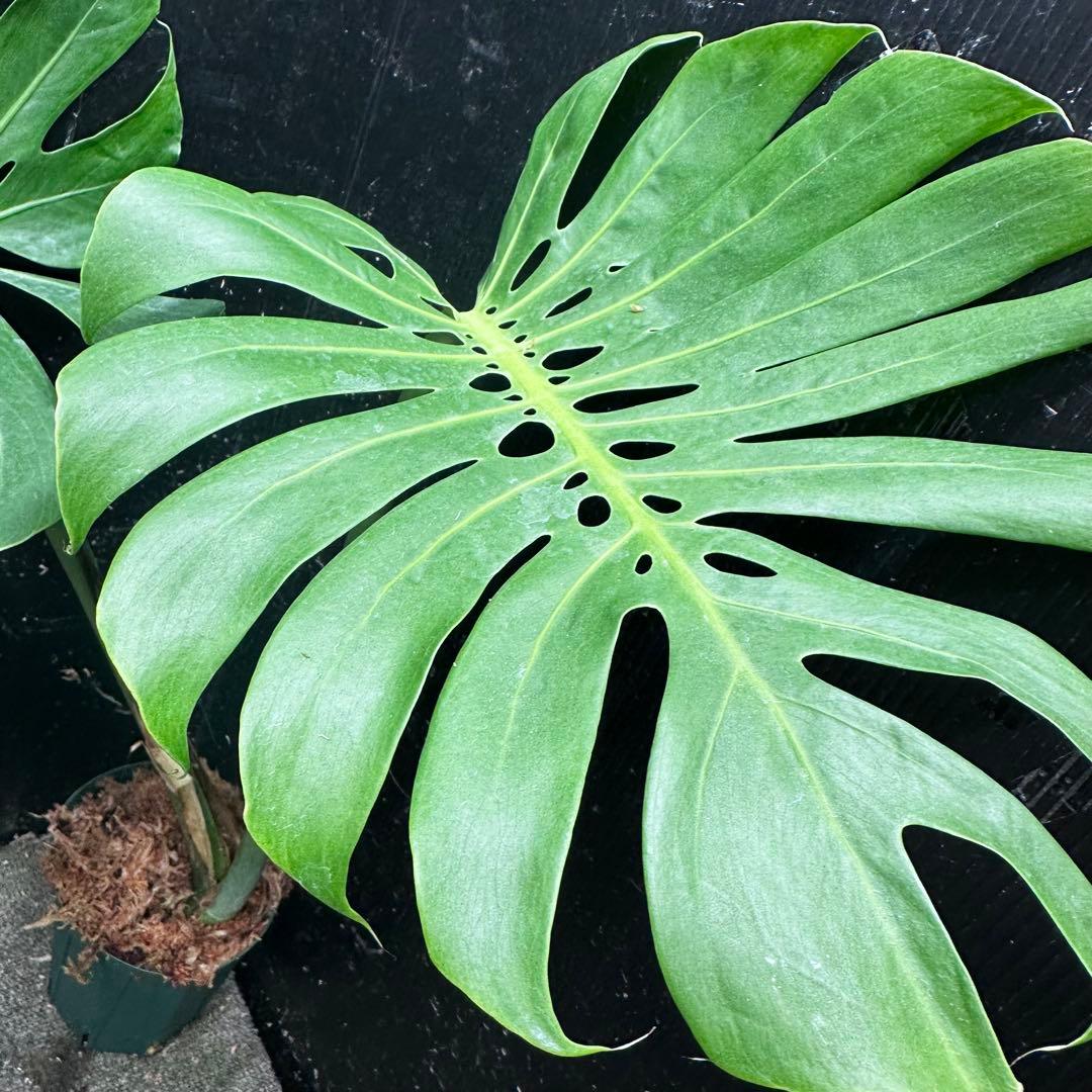 A*】様 モンステラデリシオーサマクロコズム超希少系統鉢植え64㎝