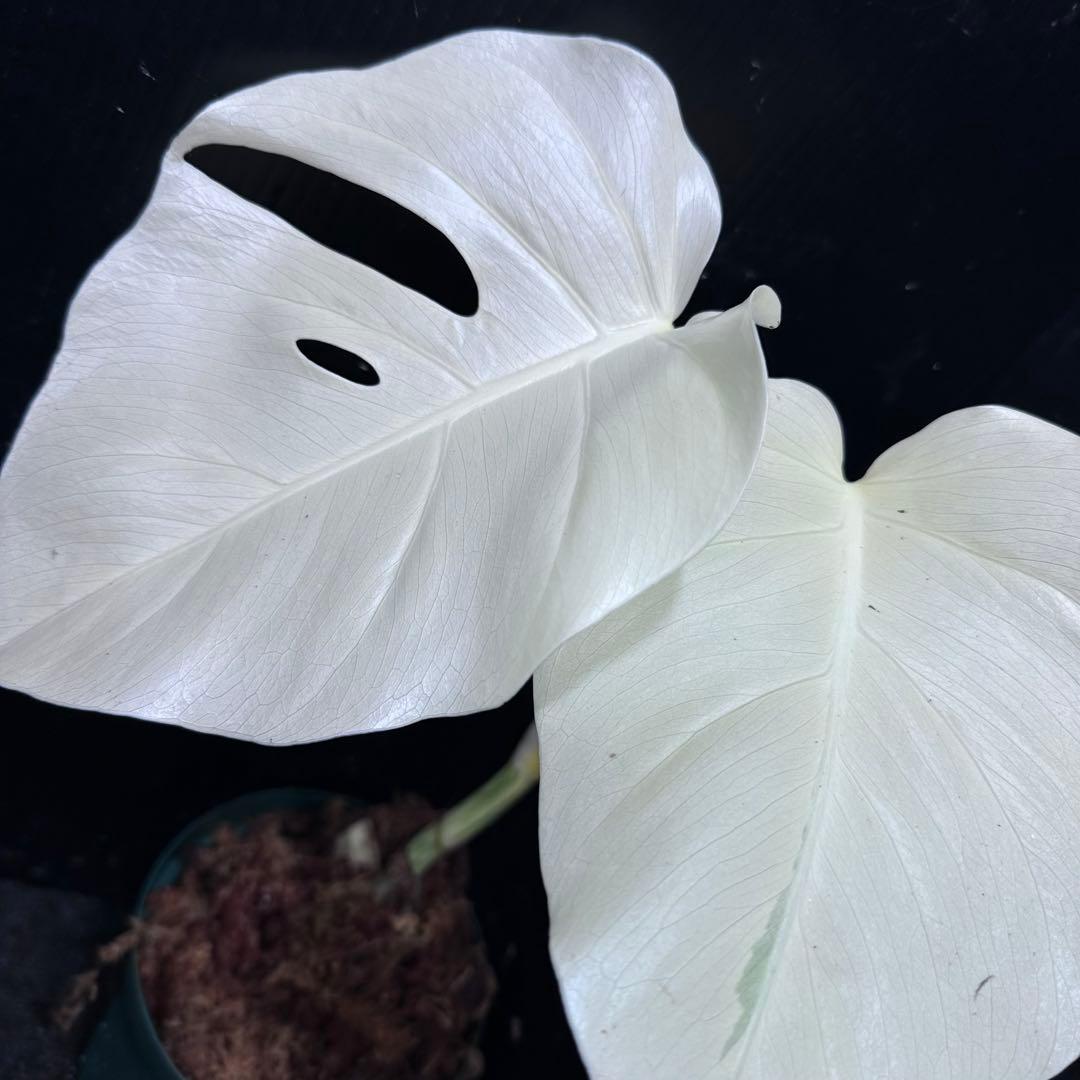 マ*ン様 斑入りモンステラ極上ホワイトタイガーフルムーン4号鉢植え発根済み