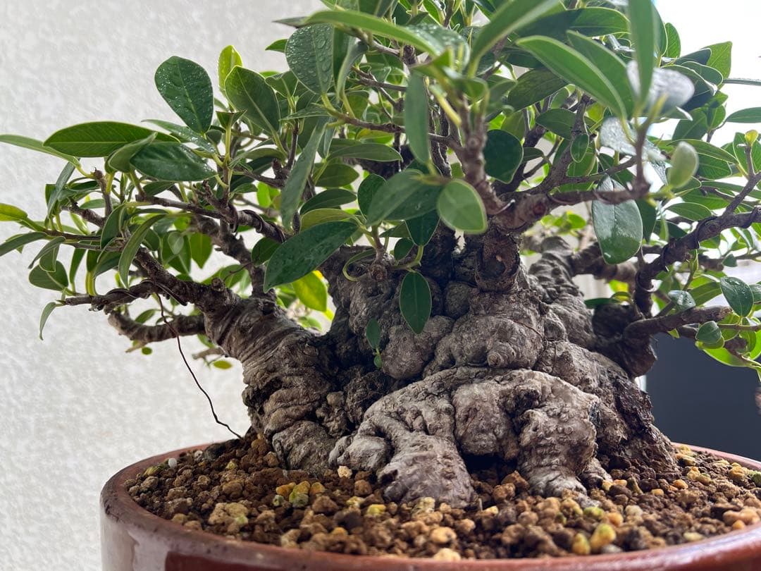 ✨✨✨superガジュマル【◎ジブリの世界】検/イボガジュマル♪セール♪