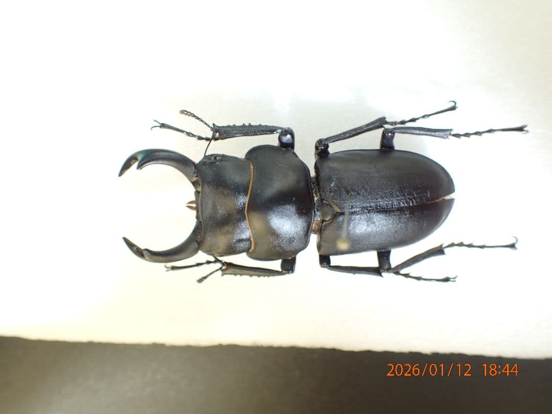 だ*お様 特大!!　54.1㎜　ヒメオオクワガタ