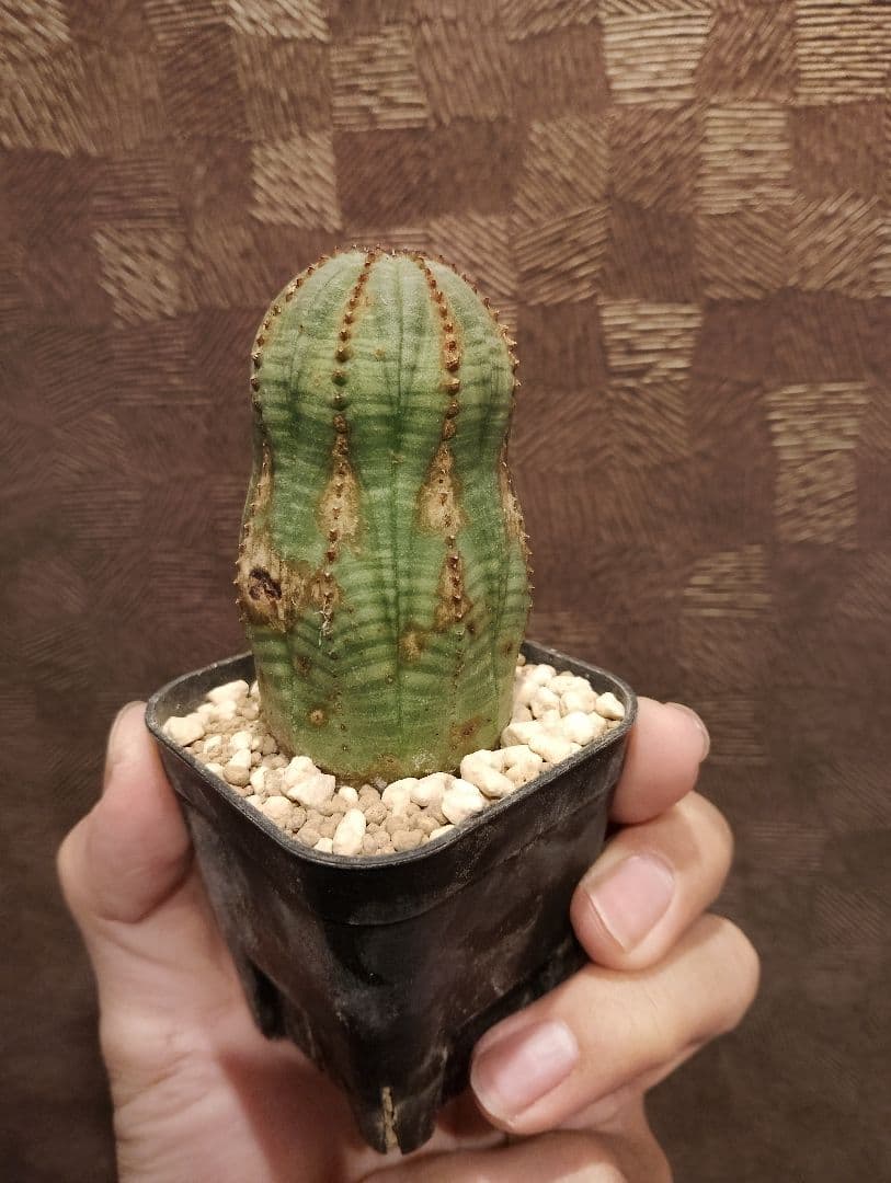 特選 ユーフォルビア オベサ 錆オールド