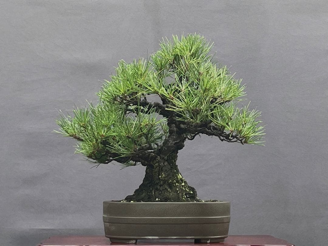 三河盆栽　黒松　盆栽