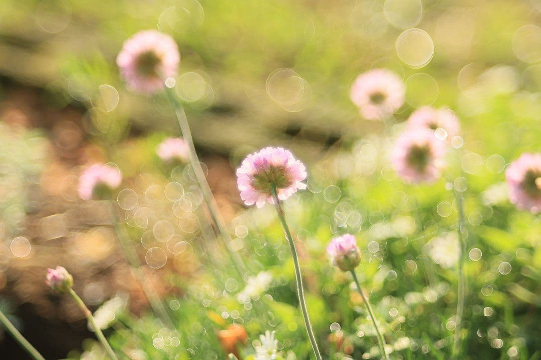 FUJINON 55mm F2.2 【良品】