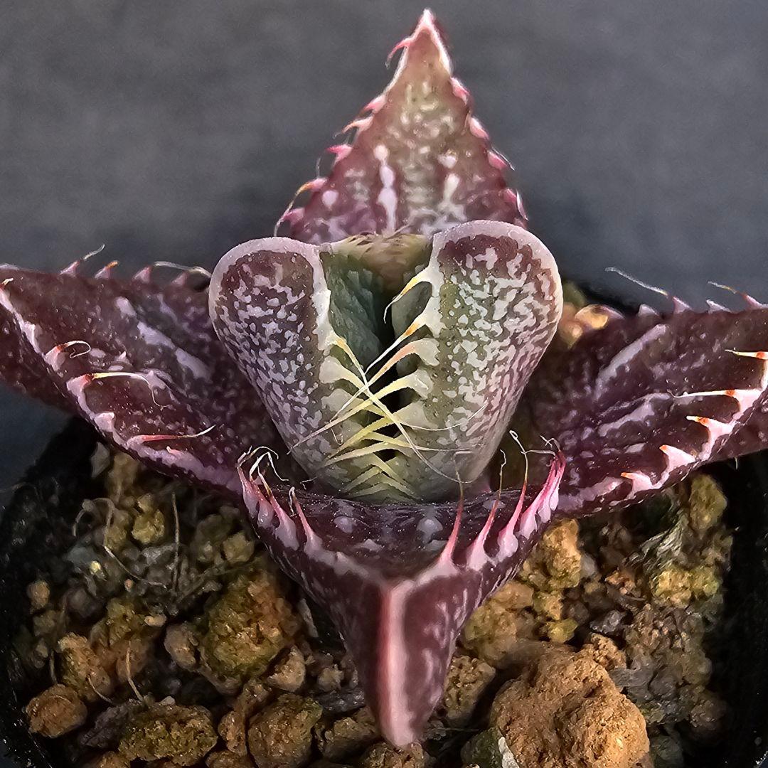 多肉植物 フォーカリア 魔獣の肉×紅蓮地獄(実生苗です)