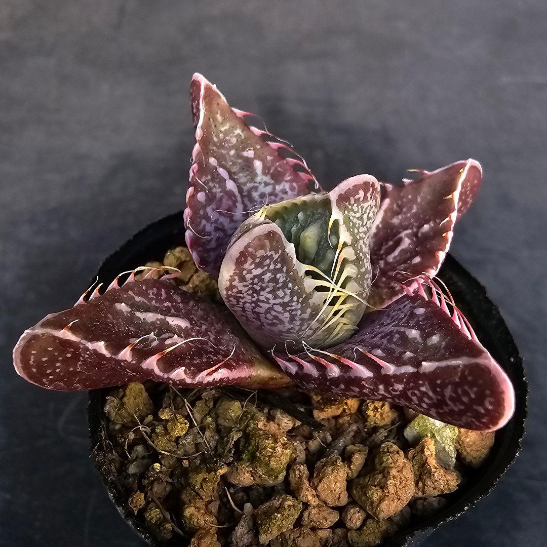 多肉植物 フォーカリア 魔獣の肉×紅蓮地獄(実生苗です)